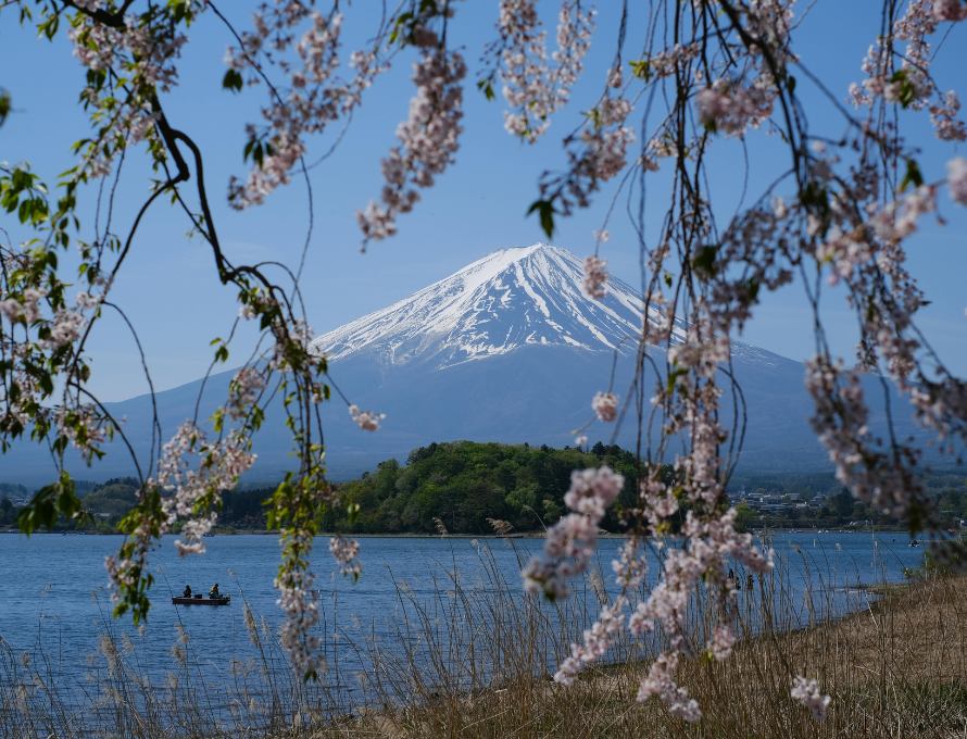 Mount Fuji framed by cherry blossoms near Lake Kawaguchi in Japan