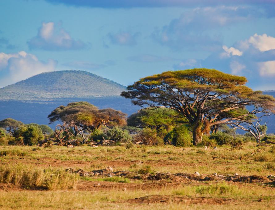 Scenic South African landscape with mountains and acacia trees