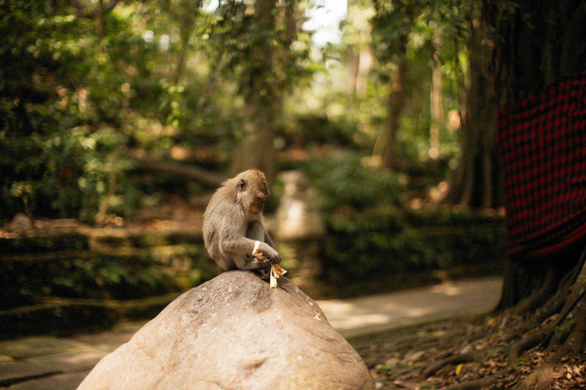 Monkey sitting on a stone wall in Ubud Monkey Forest, Bali
