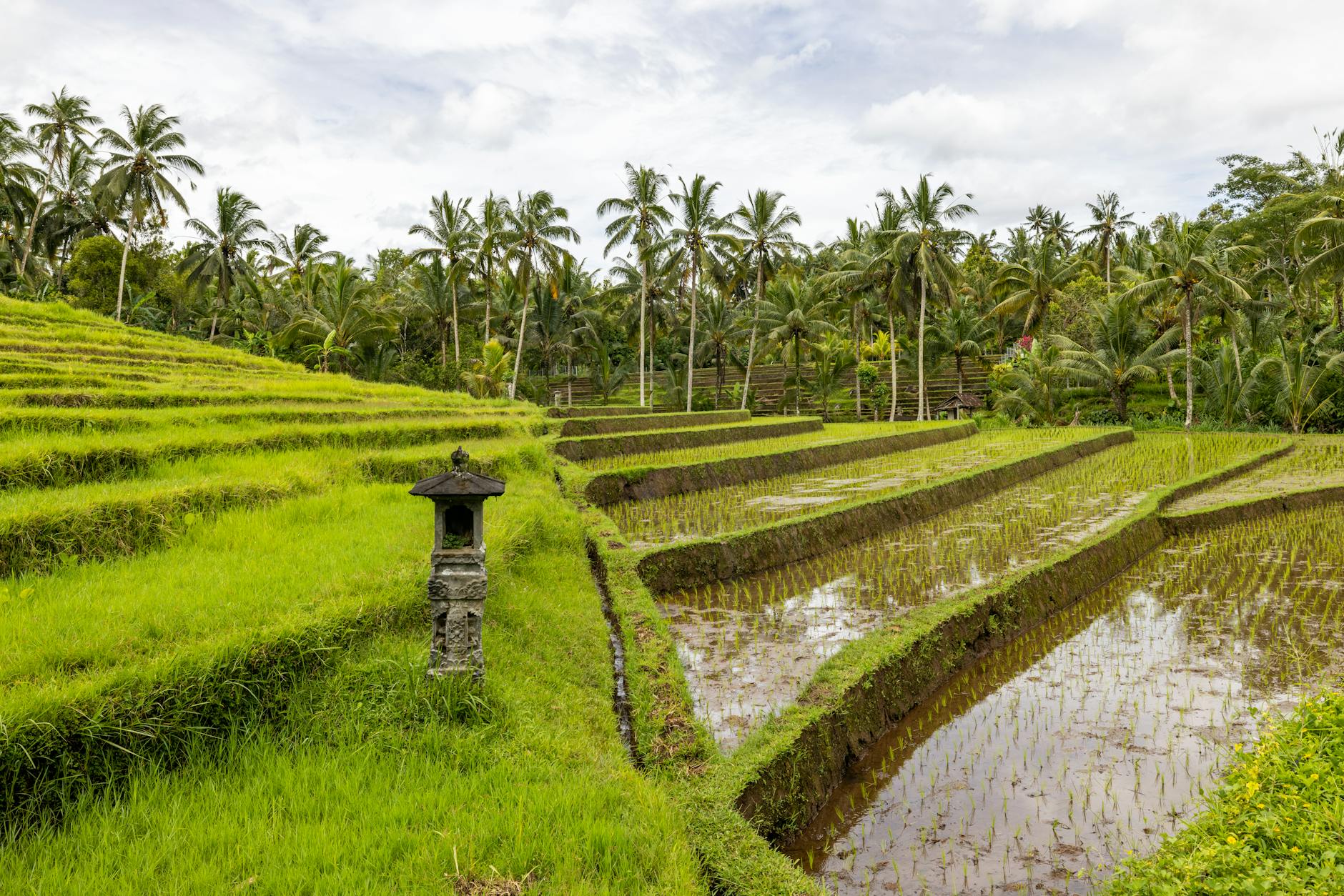 ATV tour through rice fields and palm trees near Ubud, Bali