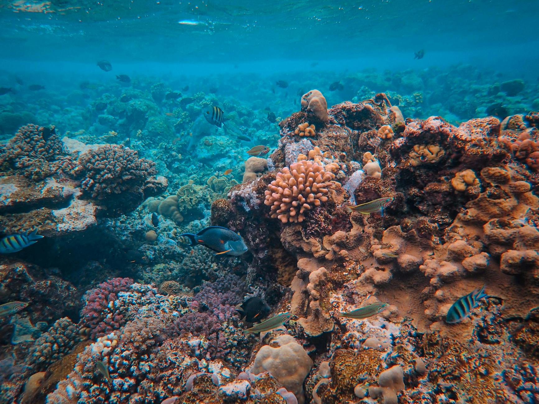 Colorful coral reef and tropical fish underwater for best snorkeling spots in Bali