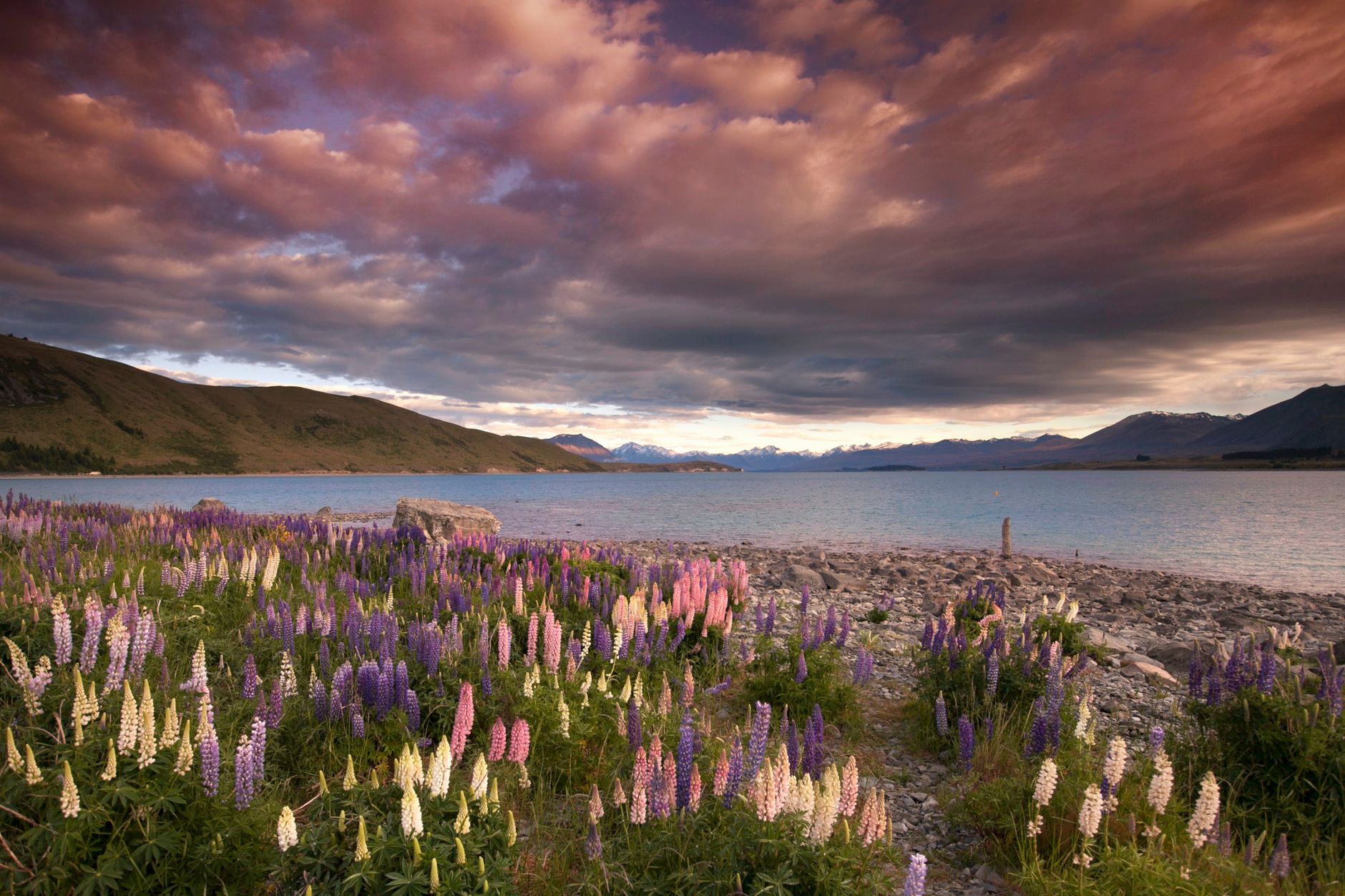 Lupin flowers blooming beside a lake at sunset in New Zealand
