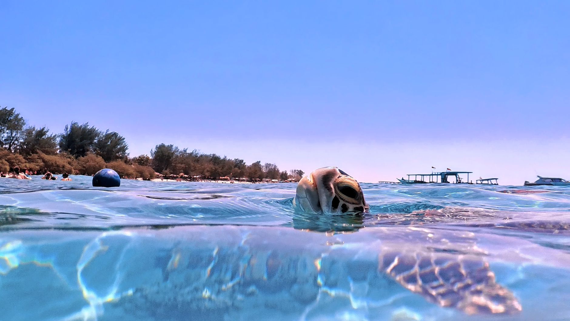 Sea turtle swimming near the surface while snorkeling around Gili Meno