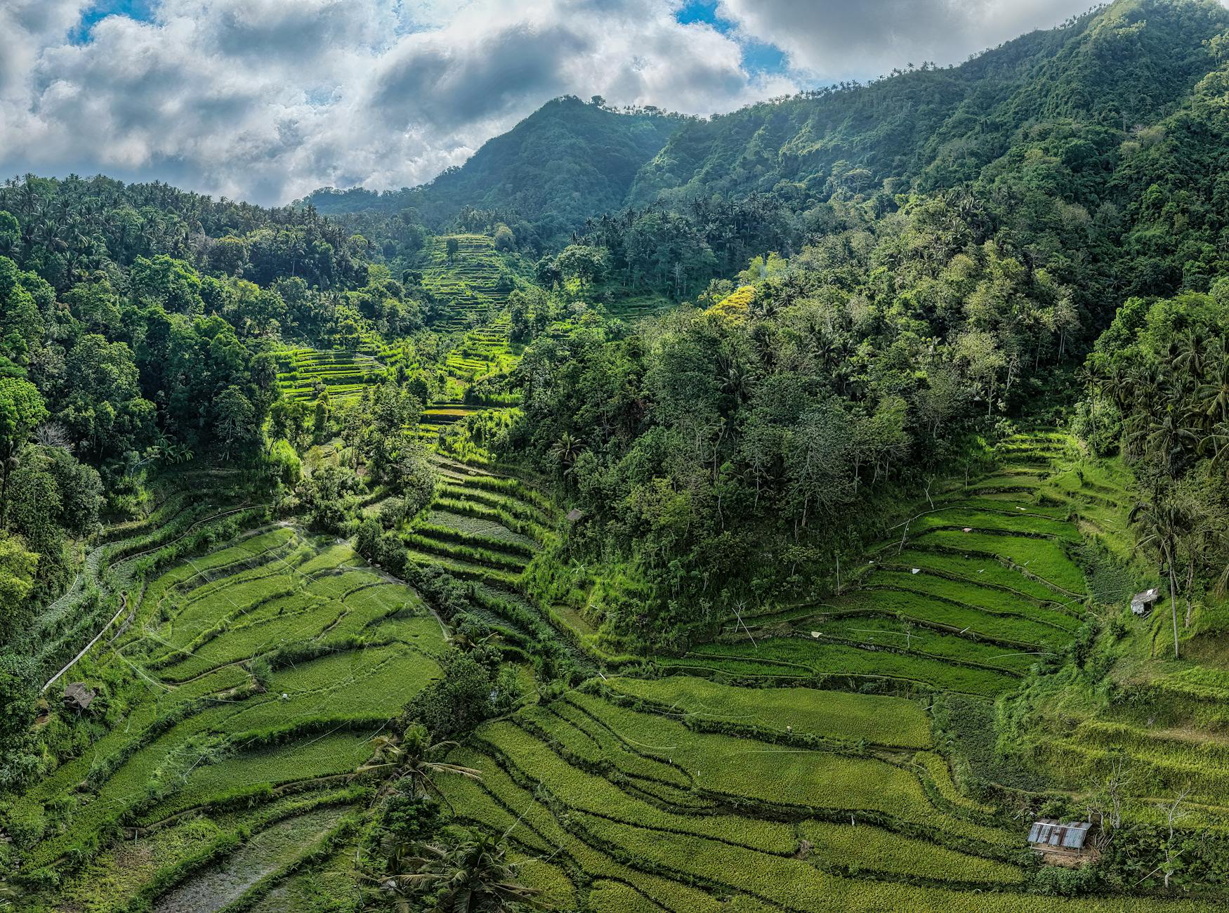 Green rice terraces and jungle hills in Ubud, Bali