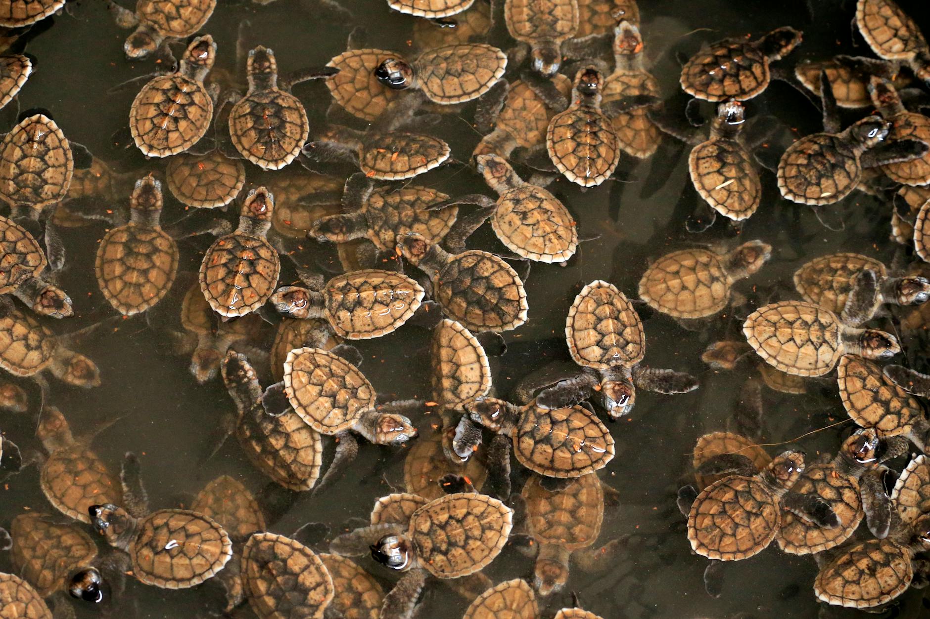 Baby sea turtles at the Gili Meno turtle sanctuary before release