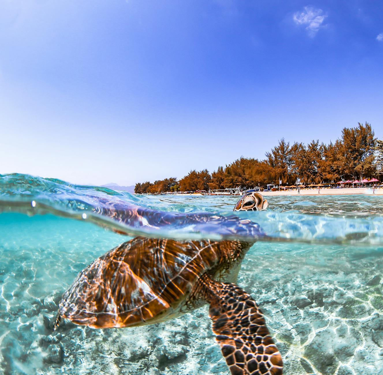 Sea turtle swimming in clear water near Gili Air, one of the best snorkeling spots in the Gili Islands