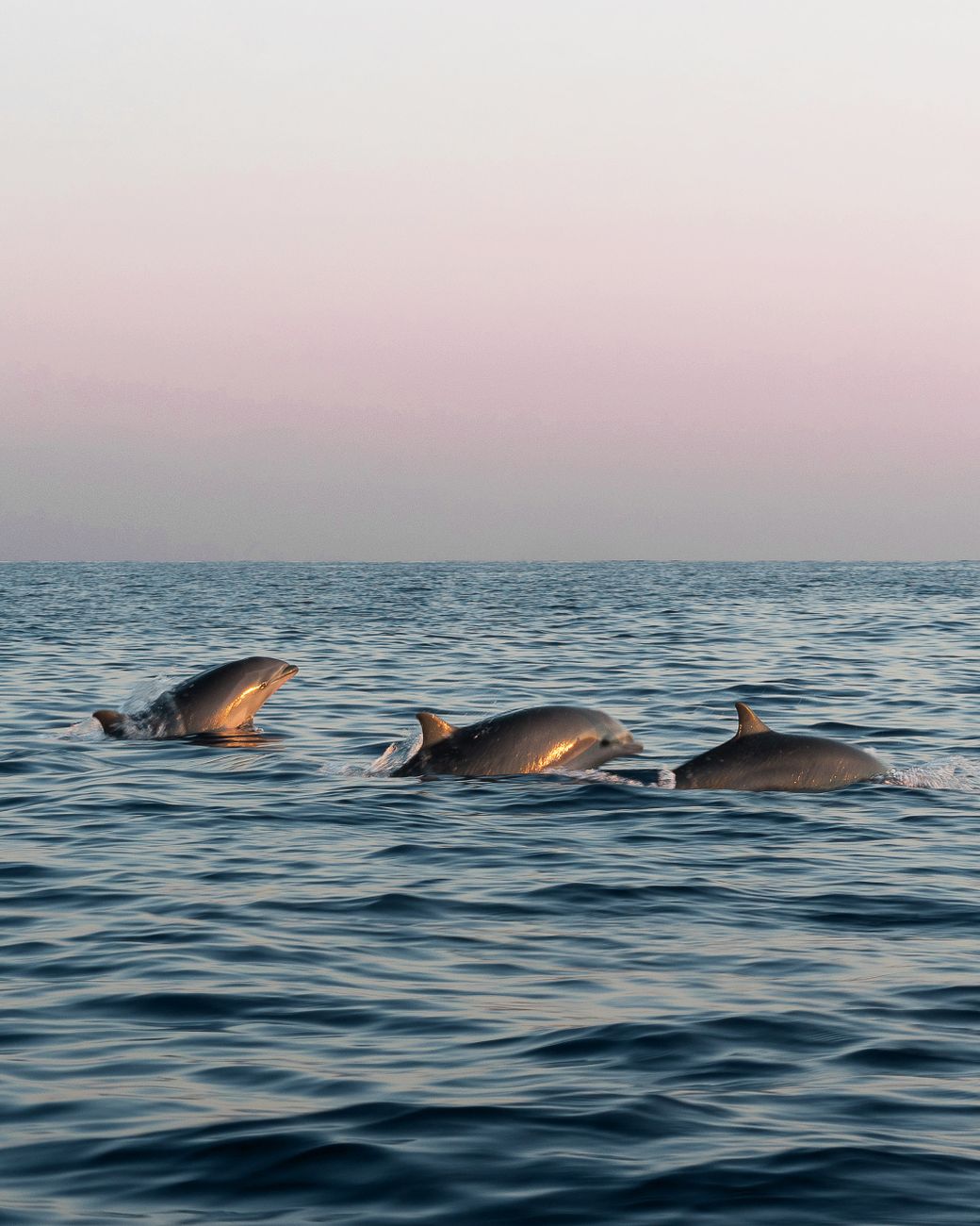 Dolphins swimming at sunrise during a boat tour in Lovina, Bali