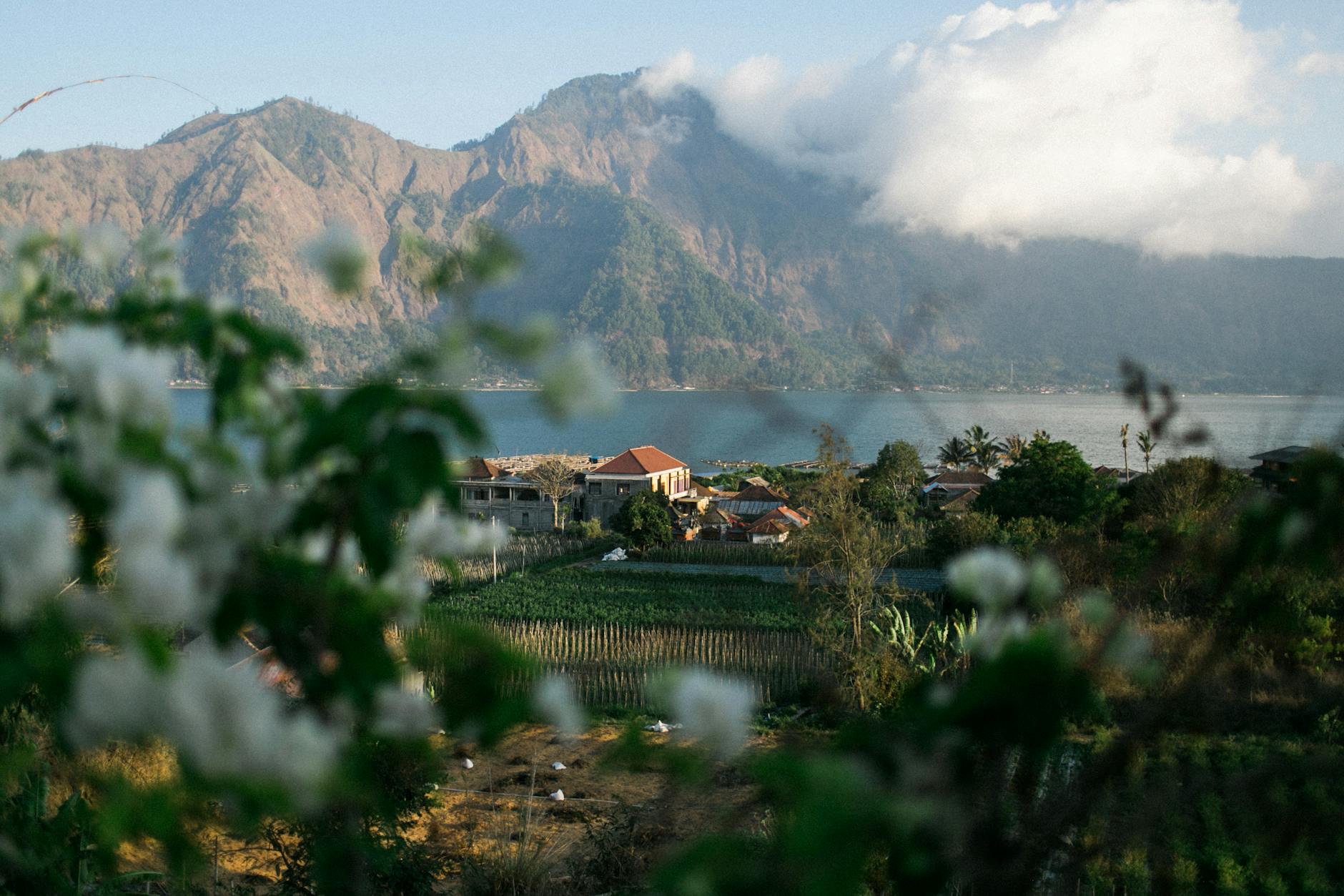 Coffee plantation with views of Lake Batur and mountains in Kintamani