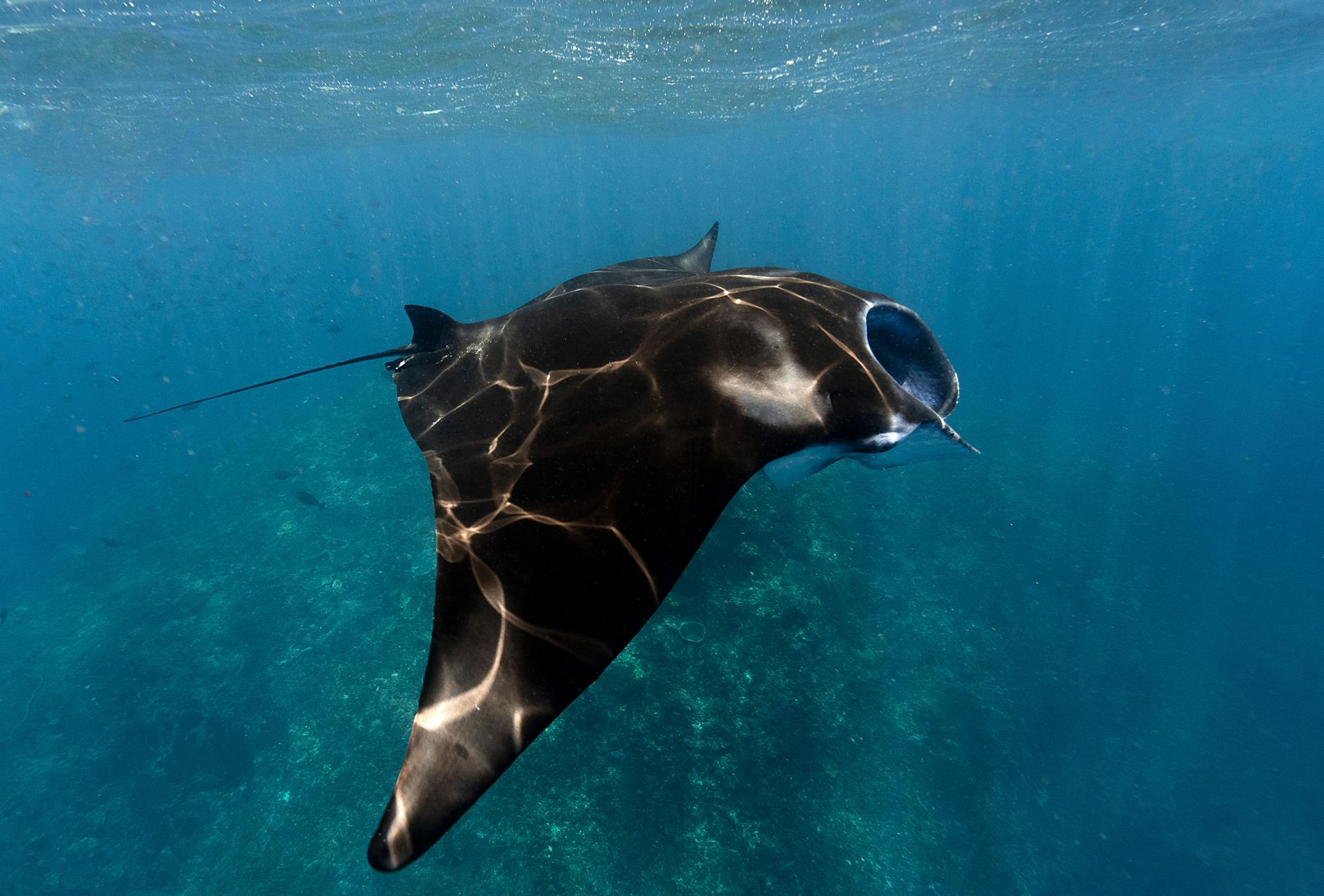 Manta ray swimming underwater near Nusa Penida, Bali