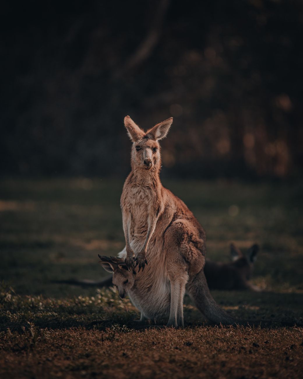 Kangaroo with joey in natural bushland in Australia
