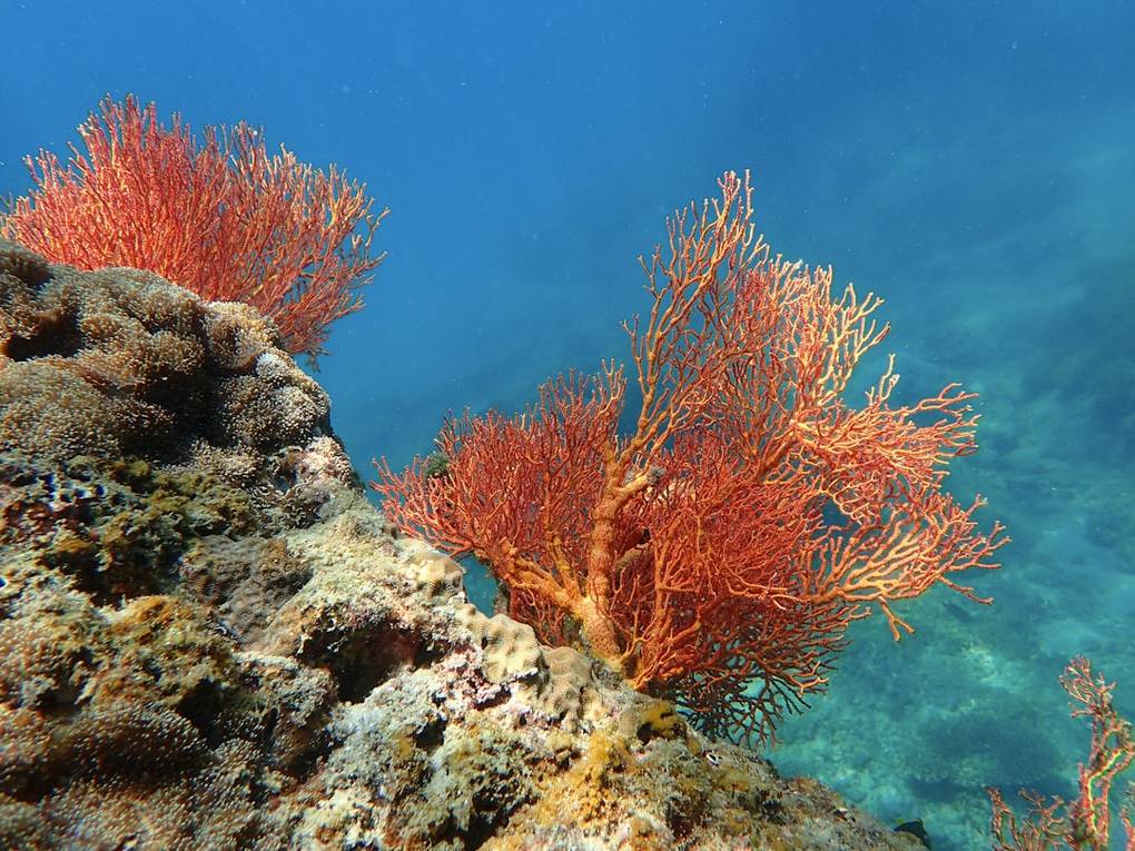 Colorful coral reef underwater at Jemeluk Bay in Amed, Bali