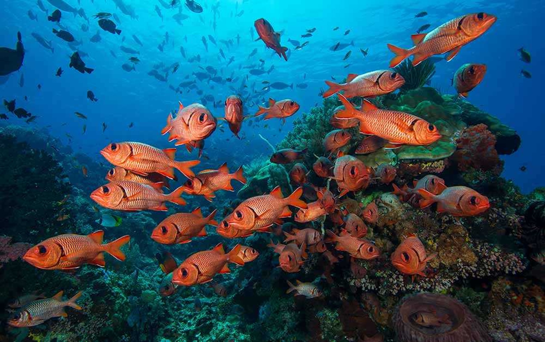 Colorful reef fish swimming over coral at one of the best snorkeling spots in Bali