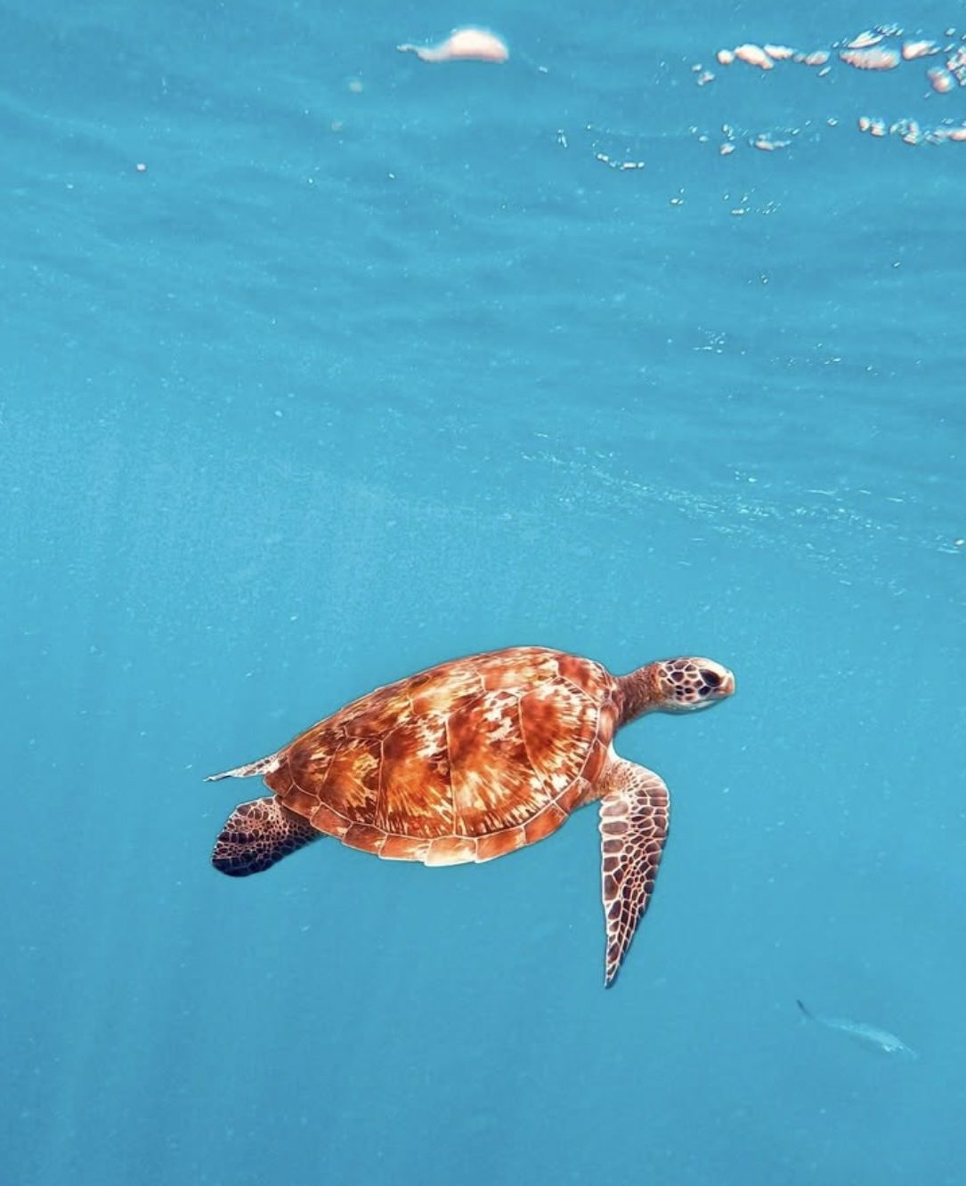 Sea turtle swimming in clear blue water at a snorkeling spot near Bali