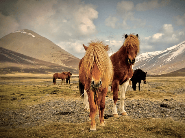Icelandic horses standing in a mountain valley during an Iceland road trip