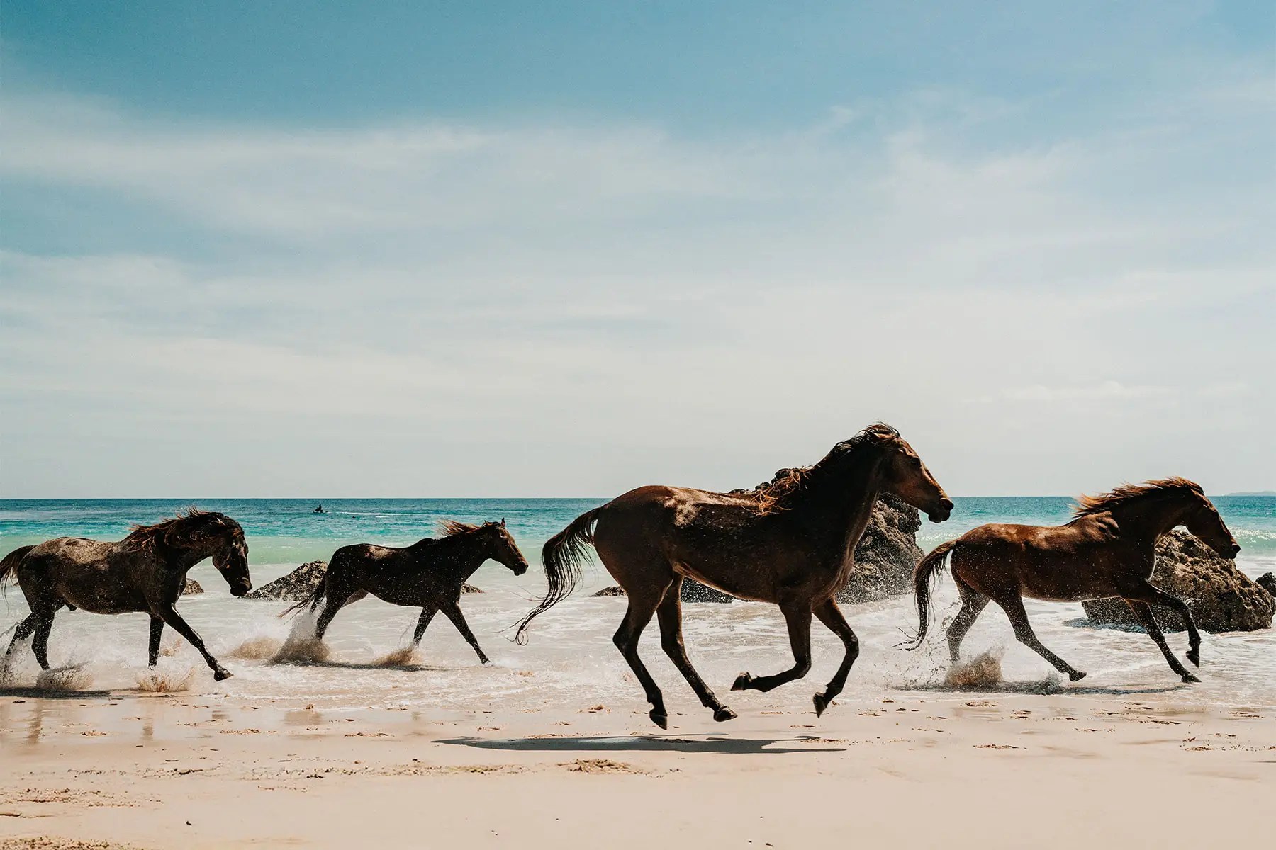 Wild horses running along a beach in Sumba, Indonesia