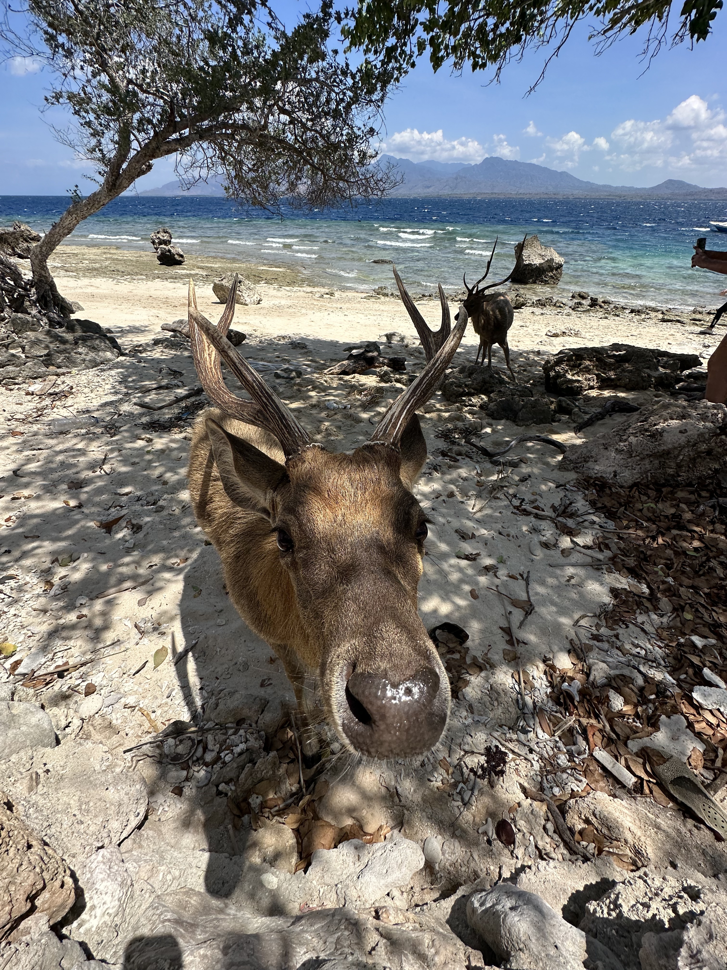 Menjangan deer: Deer standing on a white sand beach on Menjangan Island in West Bali, Indonesia