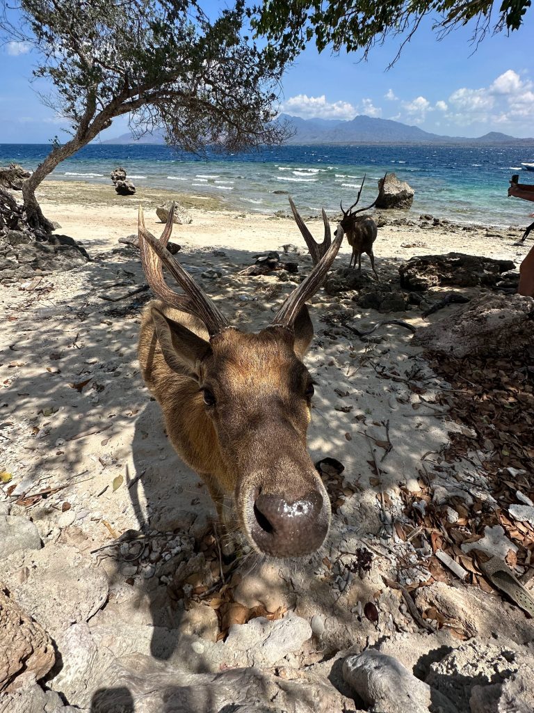 Deer resting on the beach in Menjangan, Bali