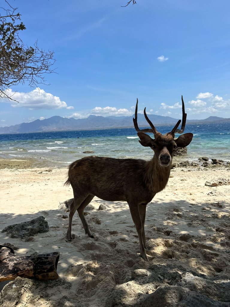 Deer standing on the beach at Menjangan Island in West Bali