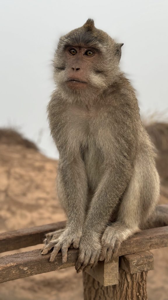 Monkey on Mount Batur summit in Bali
