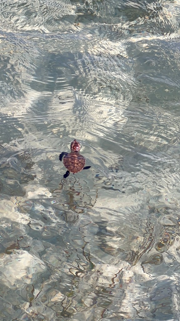 Sea turtle swimming in clear shallow water in Karimunjawa, Java, Indonesia.