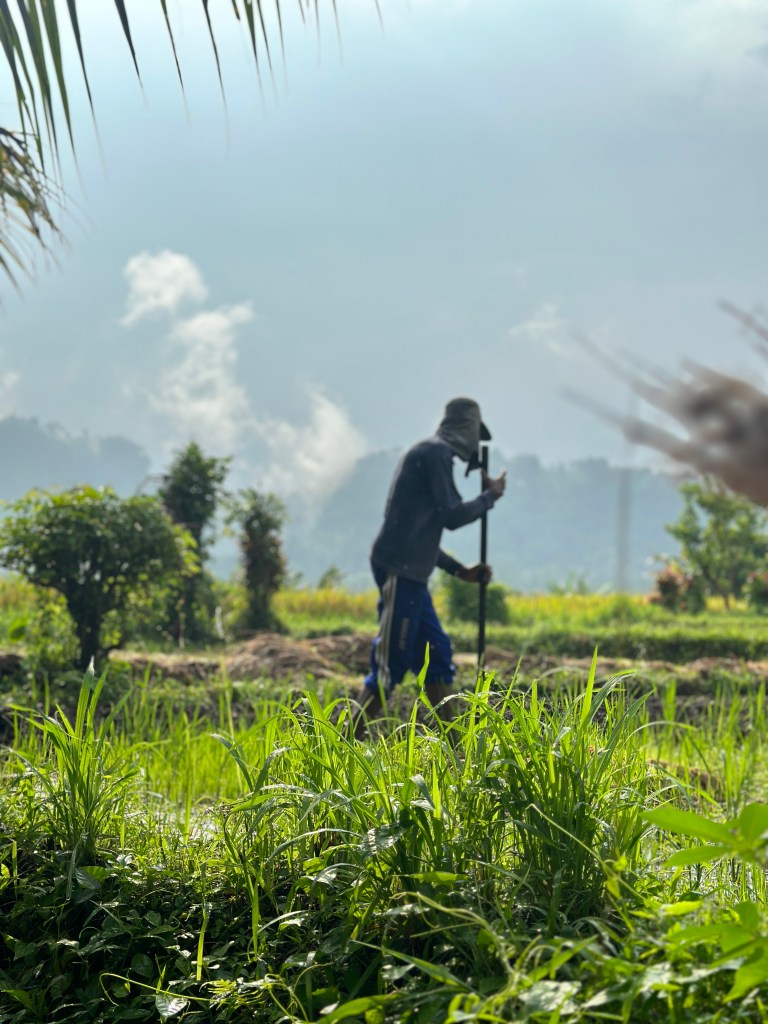 Local farmer walking through green rice fields in Sidemen, Bali