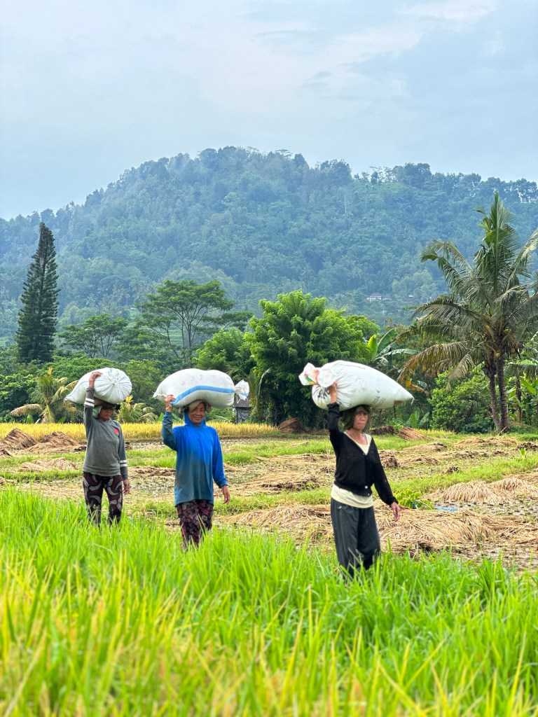 Balinese farmers walking through green rice fields in Sidemen, Bali