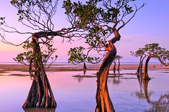 DANCING TREES WALAKIRI HILLS IN SUMBA AT SUNSET.
