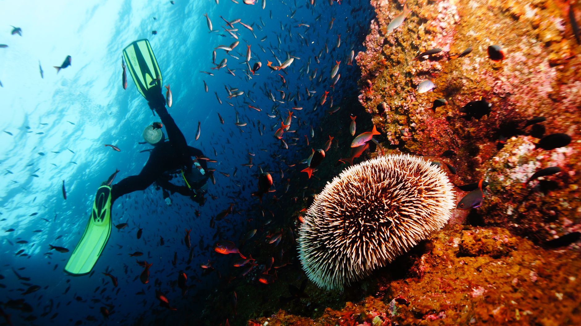 Colorful reef fish and coral near Tulamben shipwreck in Bali