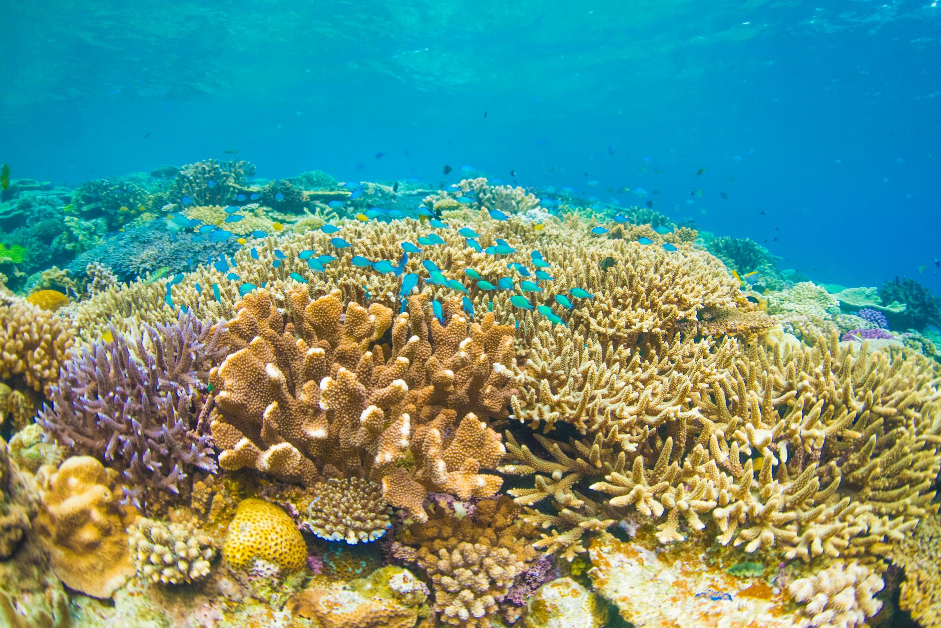Colorful fish and coral near Menjangan Island