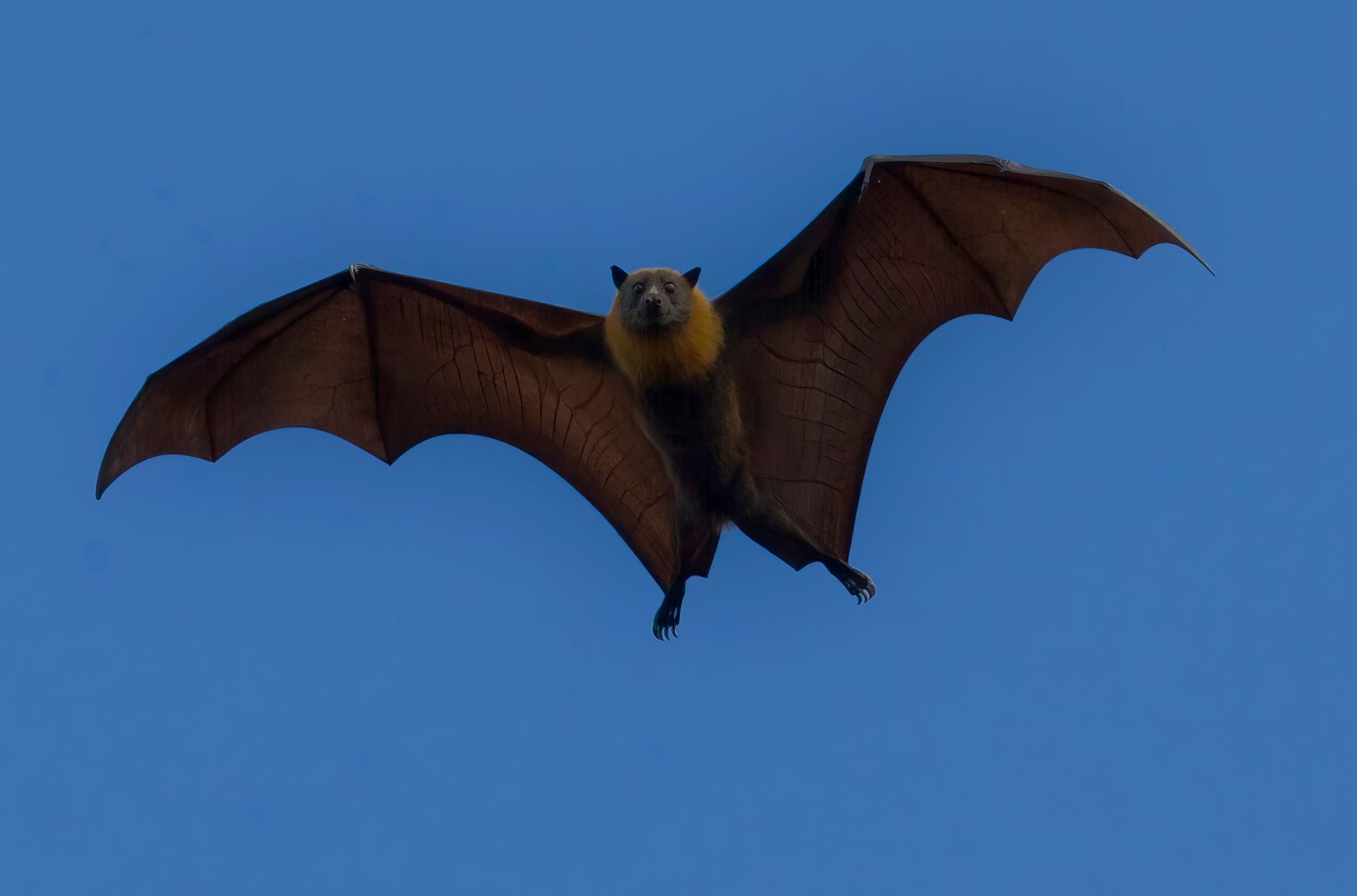 Close-up of a flying fox in flight at Kalong Island in Komodo National Park.