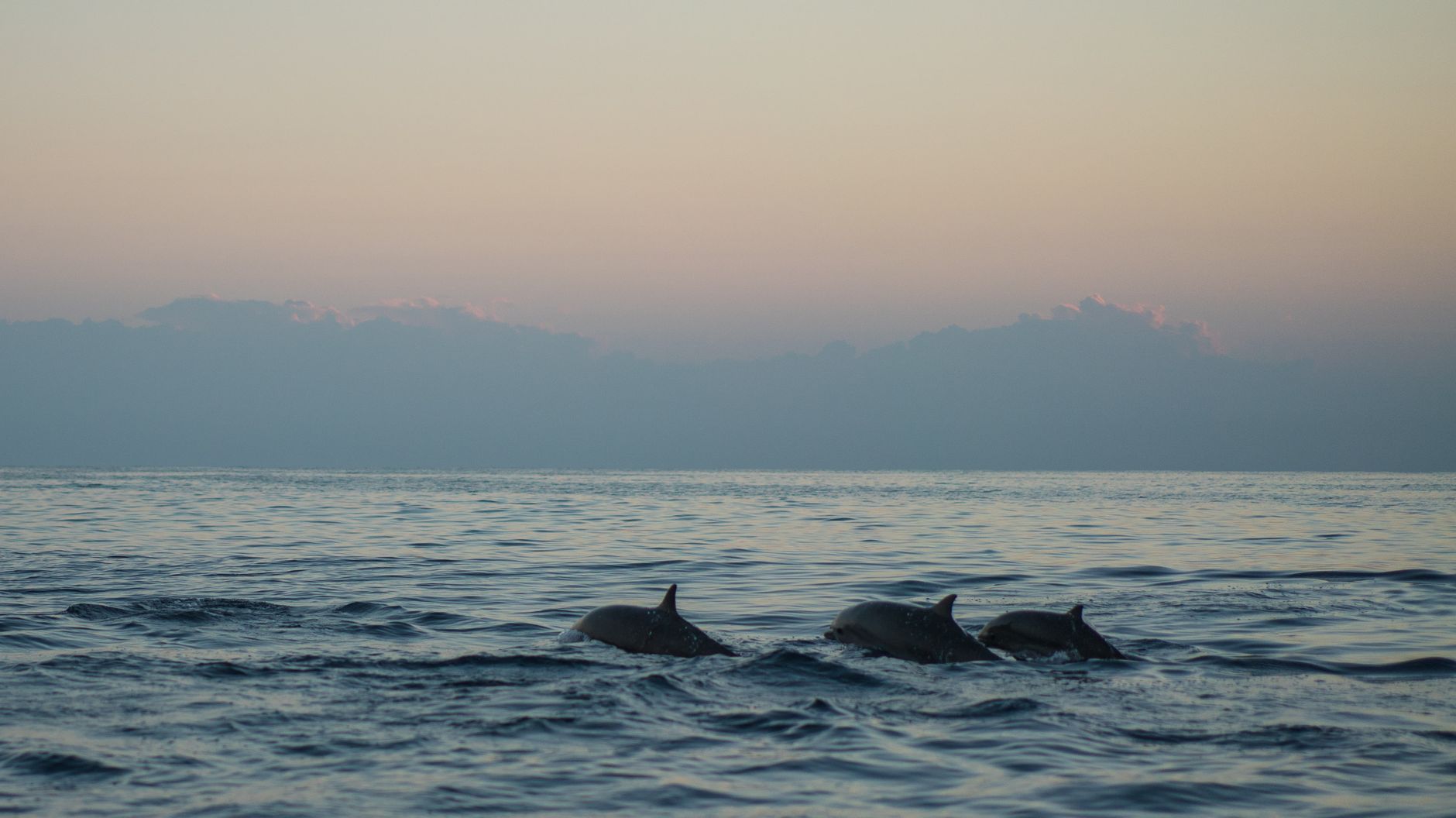 Dolphins swimming in the ocean during a sunrise dolphin watching tour in Lovina, Bali