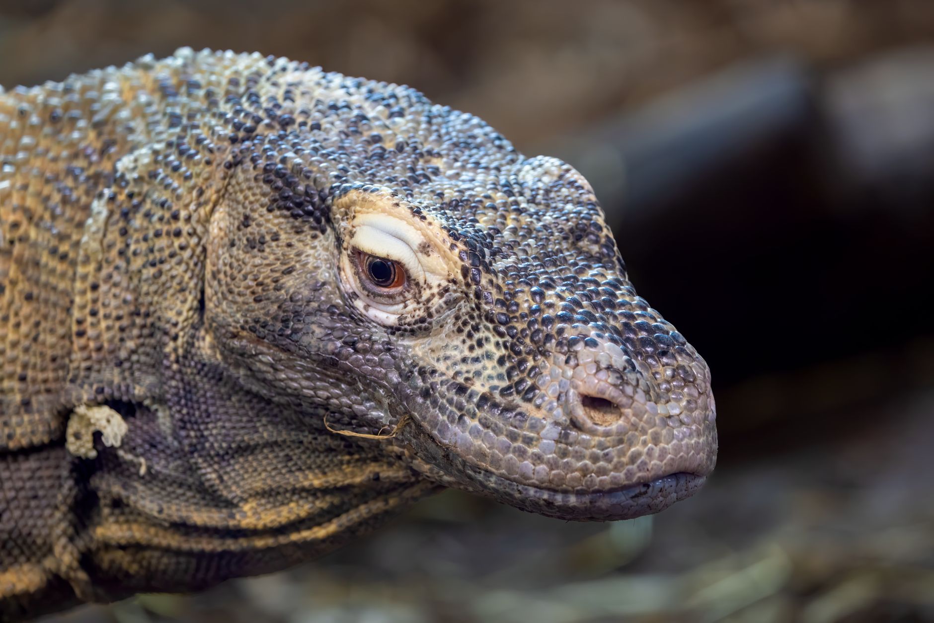 Close-up of a Komodo dragon showing its textured scales and eye.