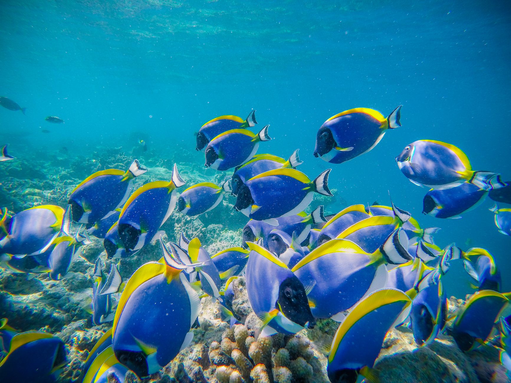 Colorful tropical fish swimming at Blue Lagoon Padang Bai