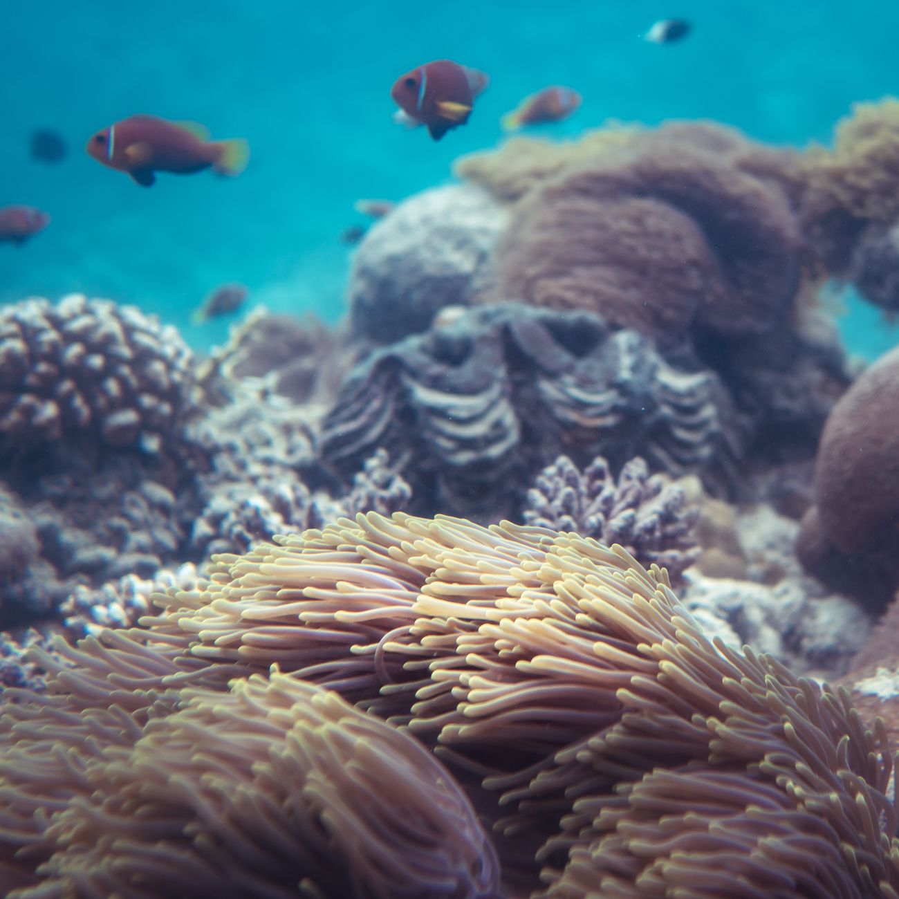 Clownfish and coral reef at Blue Lagoon Bali