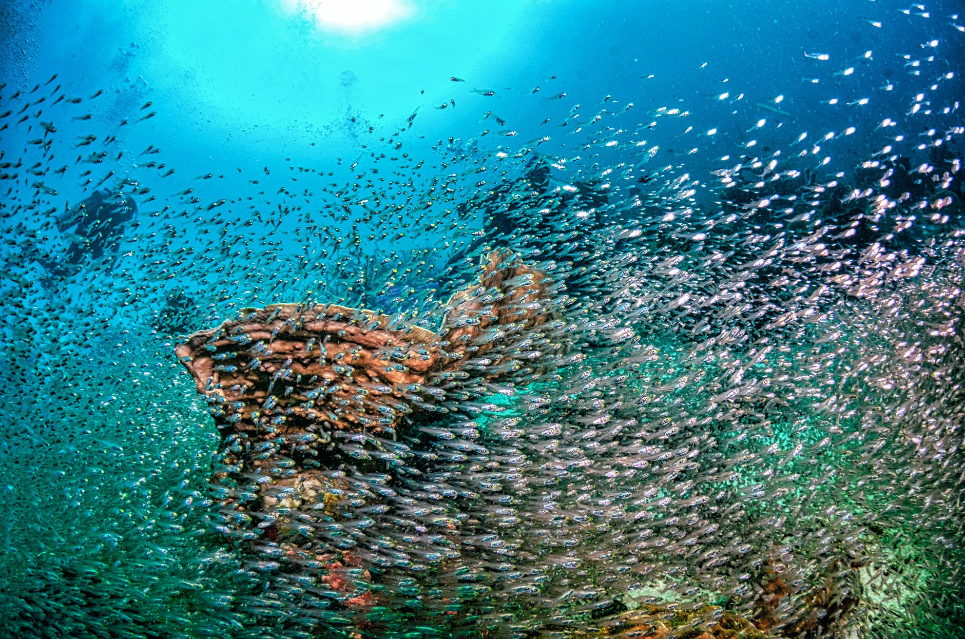School of fish over coral reef in Tulamben Bali