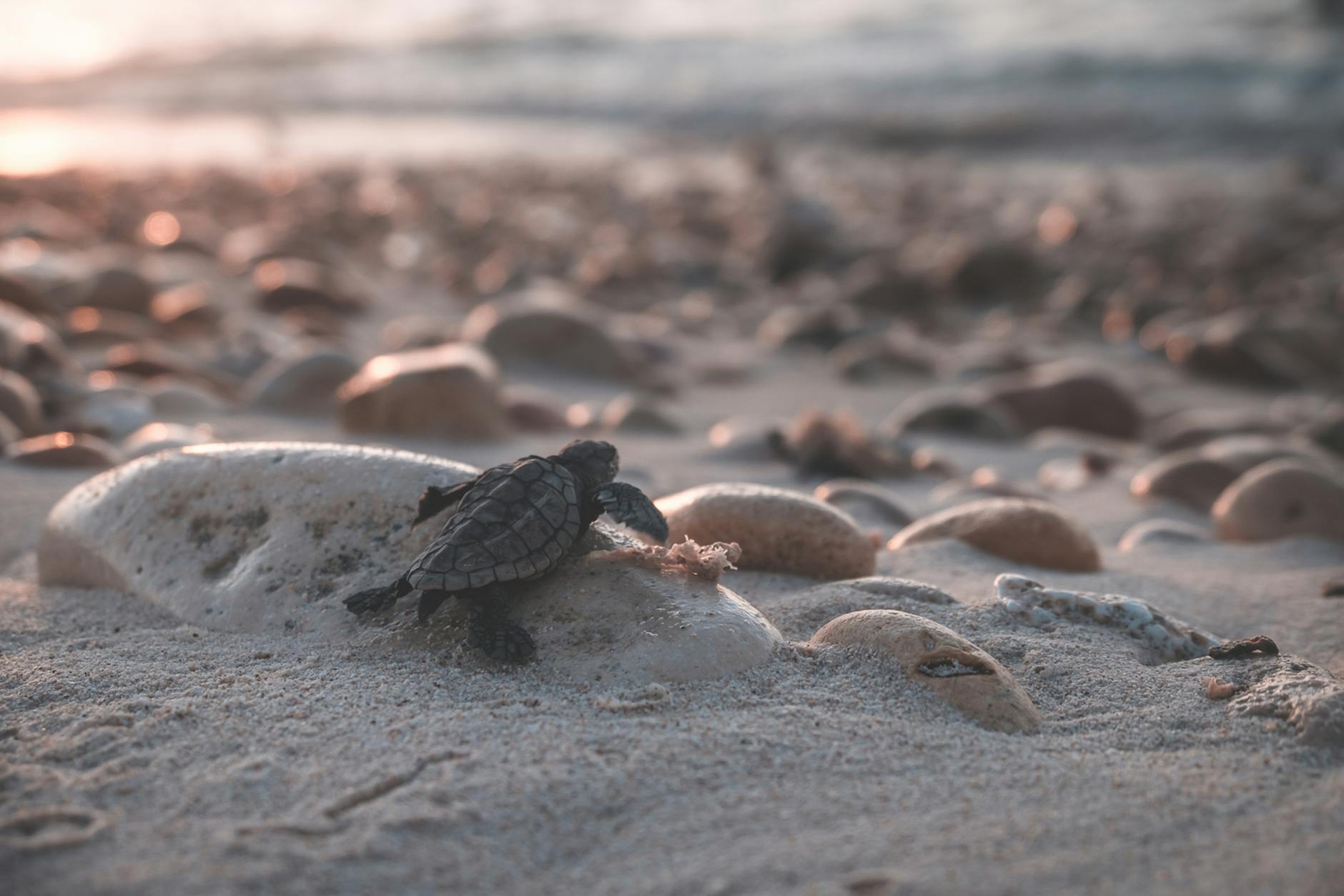Baby turtle crawling across the sand at Karimunjawa turtle conservation area