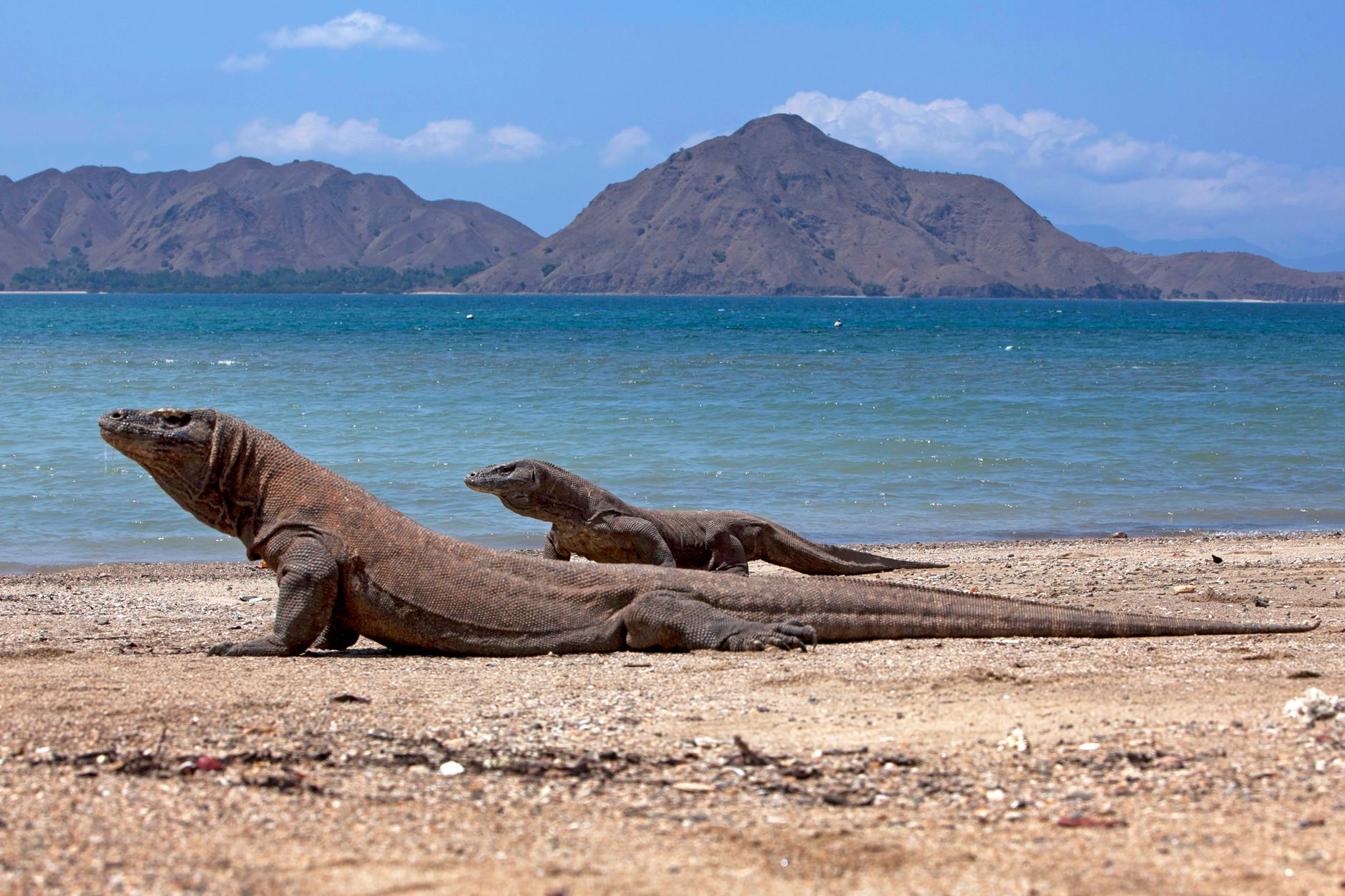 Several Komodo dragons resting near the shoreline on Rinca Island in Komodo National Park.
