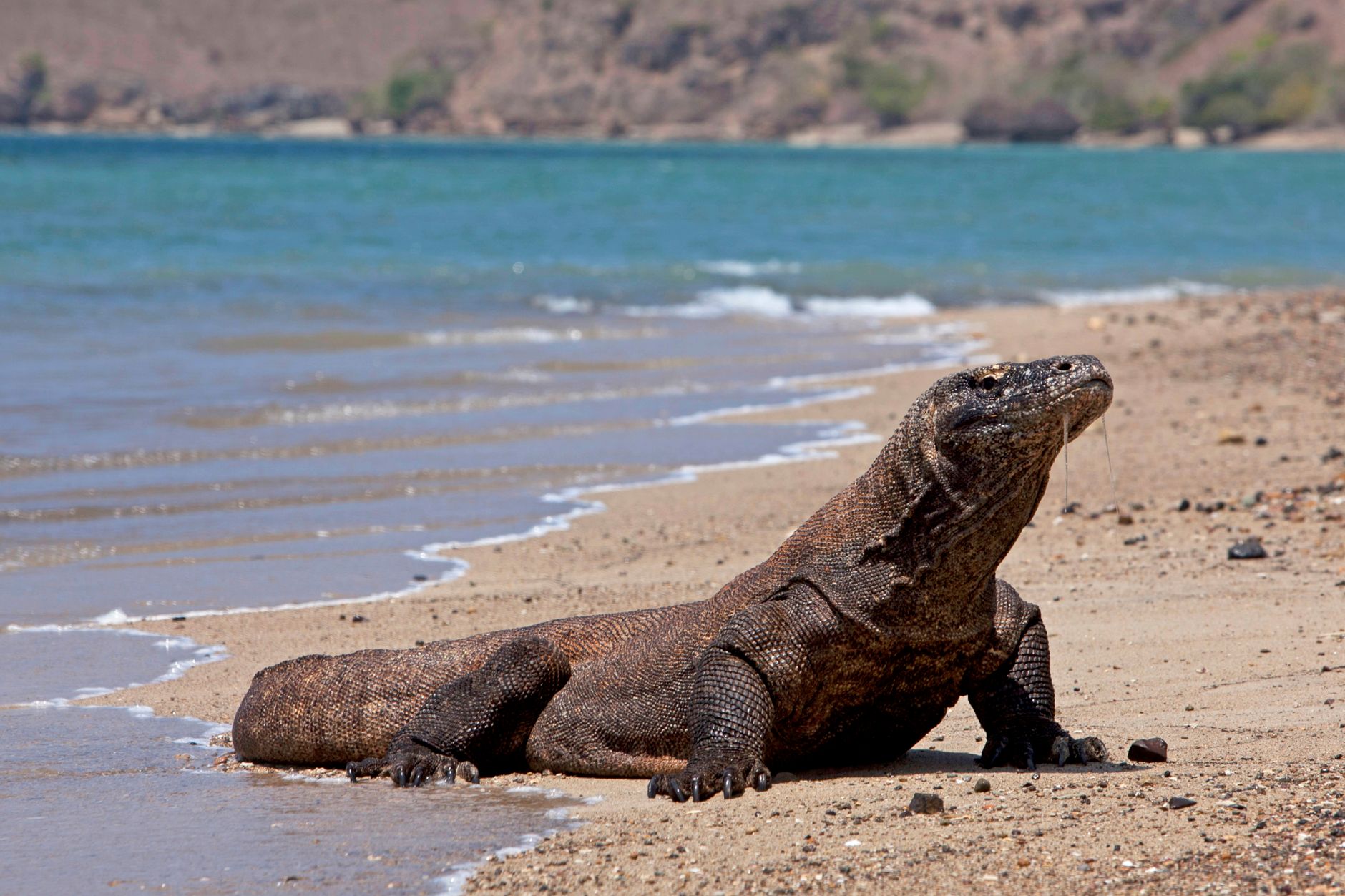 Wild Komodo dragon standing on sandy ground near the coast of Rinca Island.