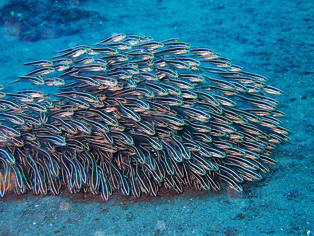 Large school of fish underwater in the Tulamben snorkeling and diving area near Amed, Bali