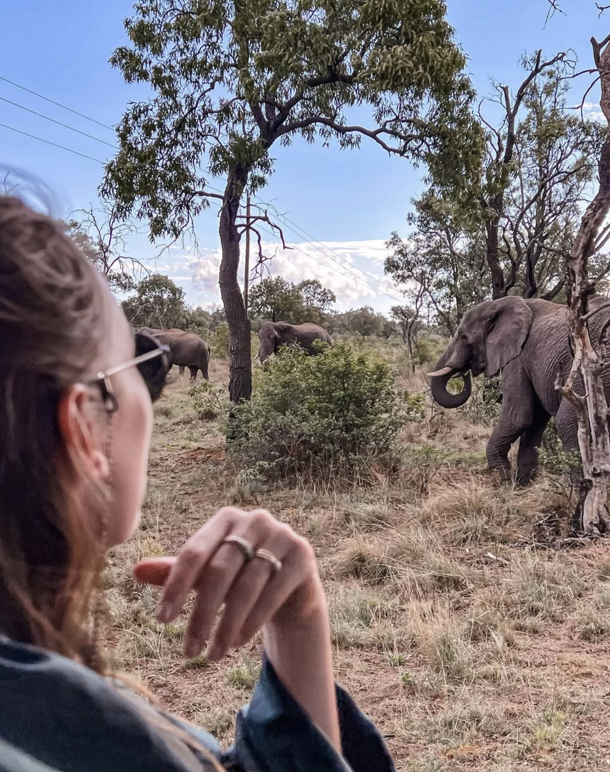 Elephants seen on safari in South Africa