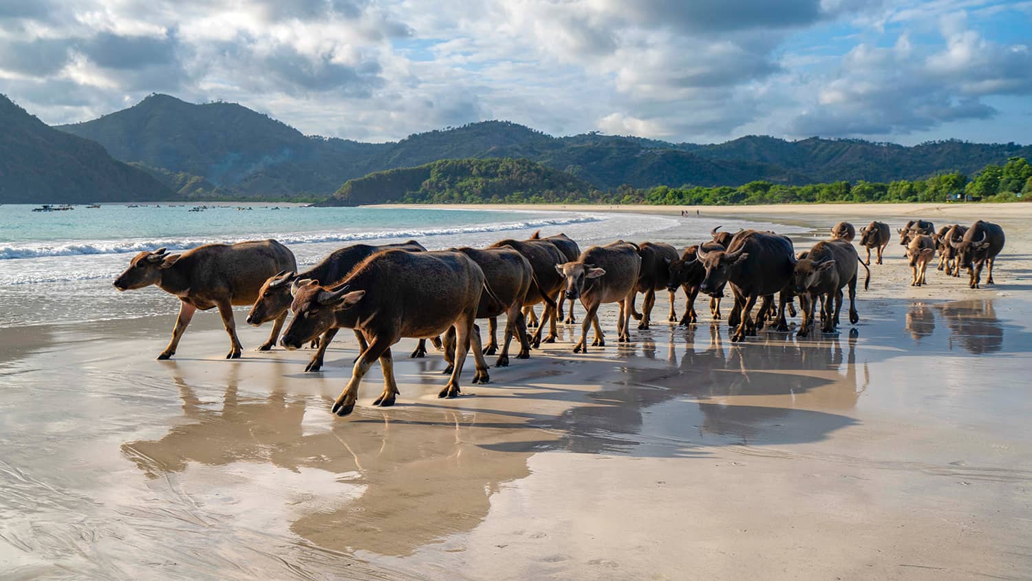 Buffalo walking along Selong Belanak Beach in Lombok, one of the best beaches for beginner surfing