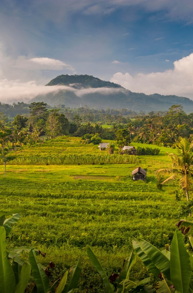 Rice fields and green mountain views in Sidemen, Bali