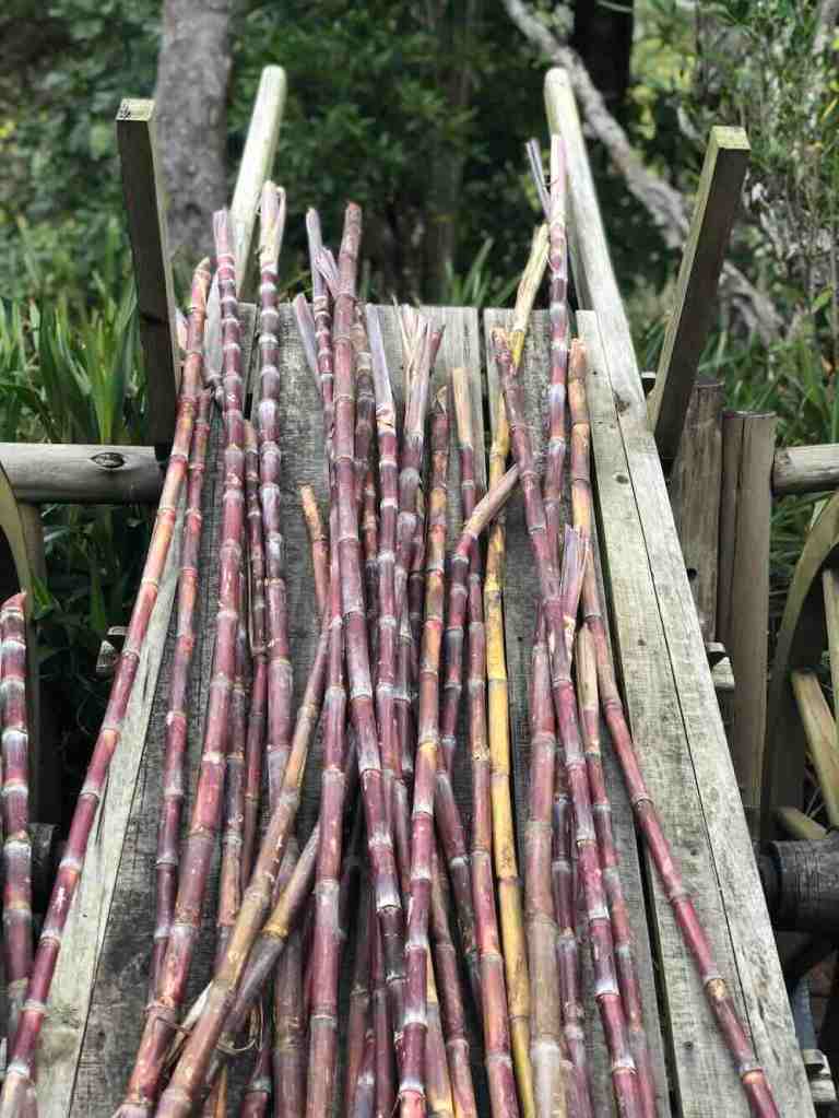 Sugar cane displayed near the Seven Coloured Earth attraction in Chamarel, Mauritius.