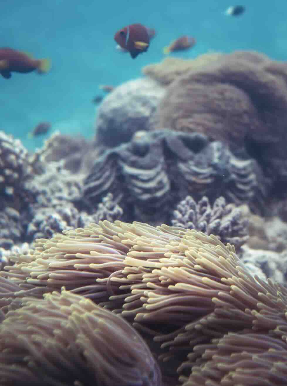 Coral reef and tropical fish underwater at Blue Lagoon near Padang Bai, Bali