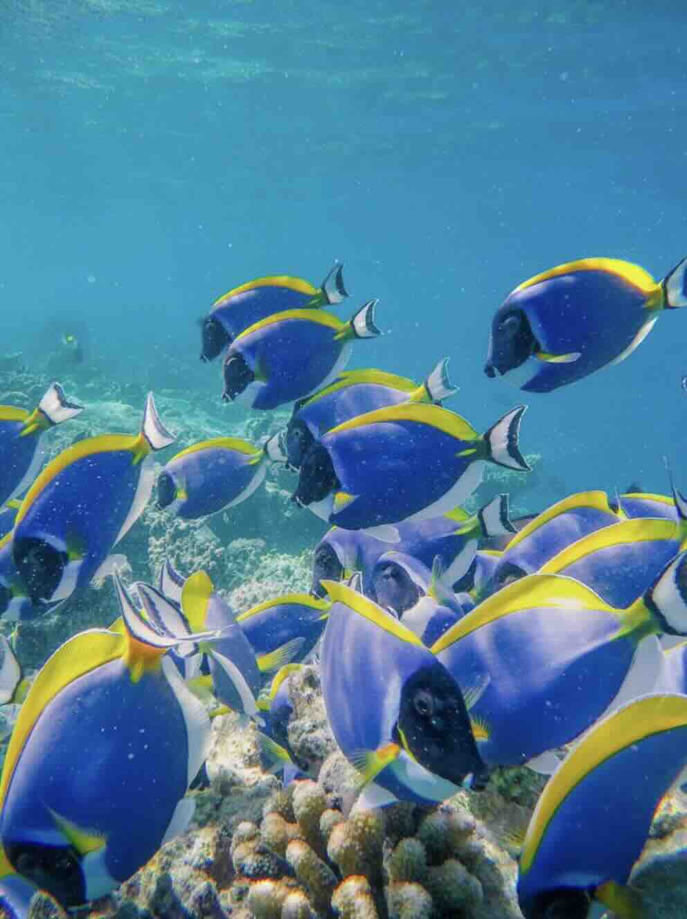 Colorful tropical fish swimming over coral at Blue Lagoon near Padang Bai, Bali