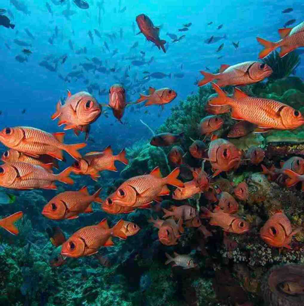 Tropical fish swimming around coral near the Japanese Shipwreck in Amed, Bali