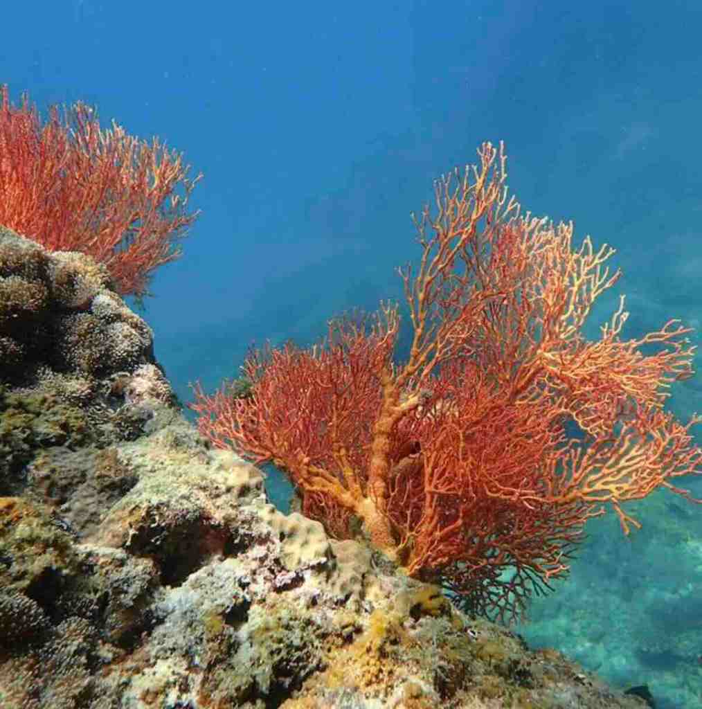 Colorful coral reef underwater at Jemeluk Bay in Amed, Bali