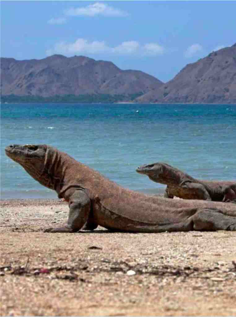 Komodo dragons resting on a beach in Komodo National Park, Indonesia
