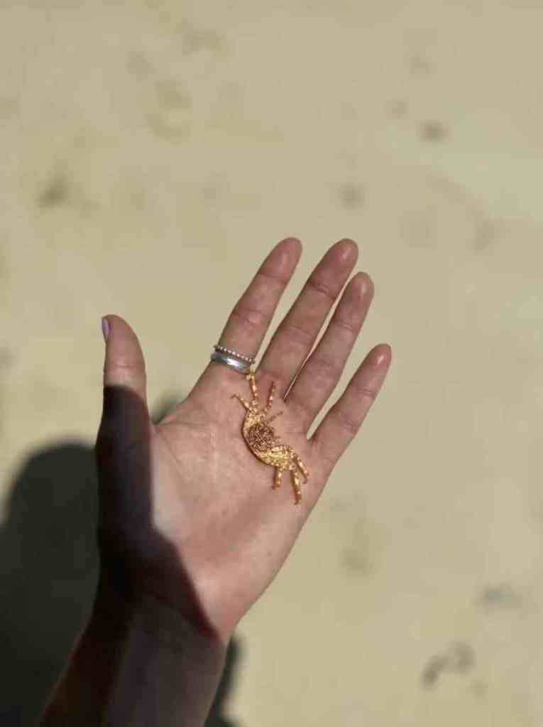 Hand holding a crab on a quiet beach near Menjangan Island in Bali