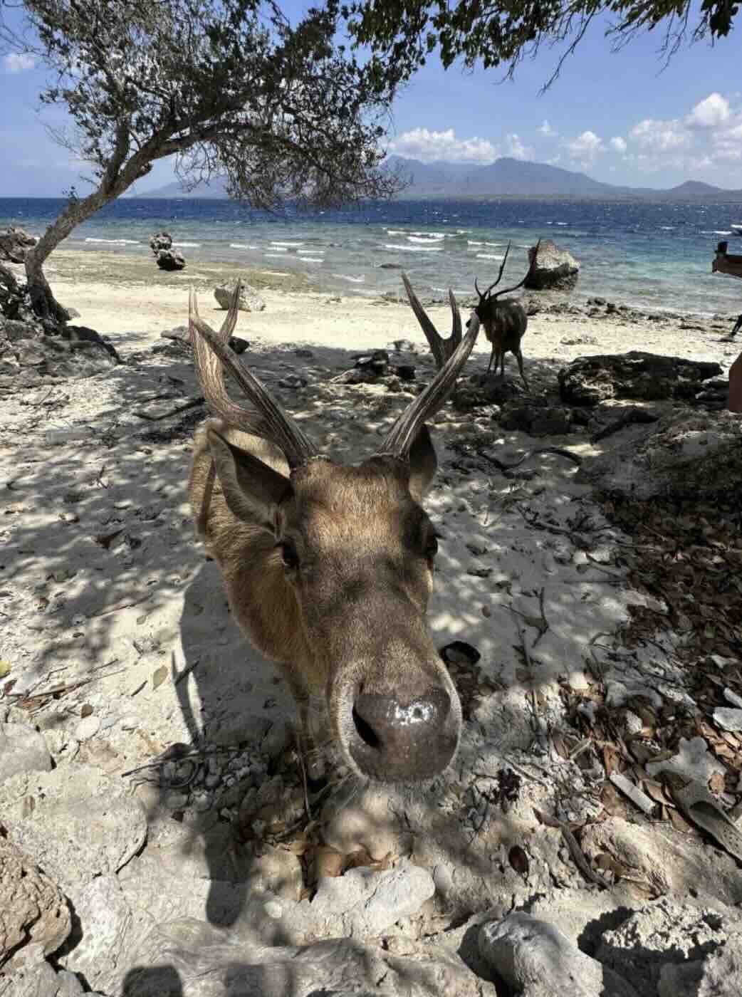 Deer resting on the beach near Menjangan Island in West Bali National Park